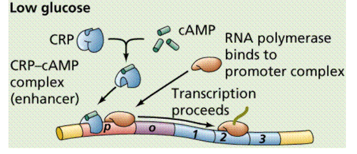 知识树：分子生物学基础知识要点——从基因组到生命体- 知乎