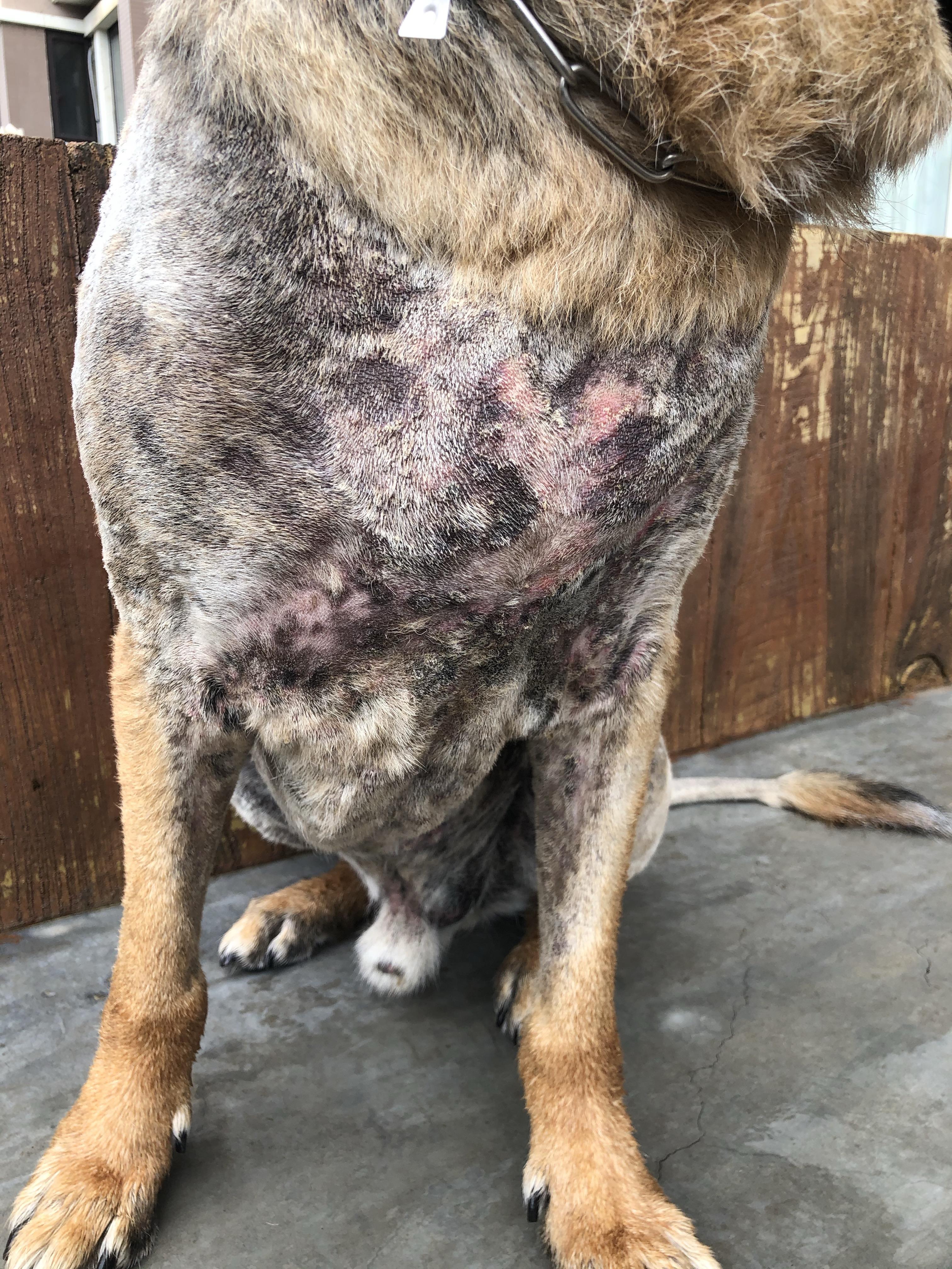 我想问我家狗狗肚子上长脓包,浅黄色的,破了会流脓结痂,又会长新的.