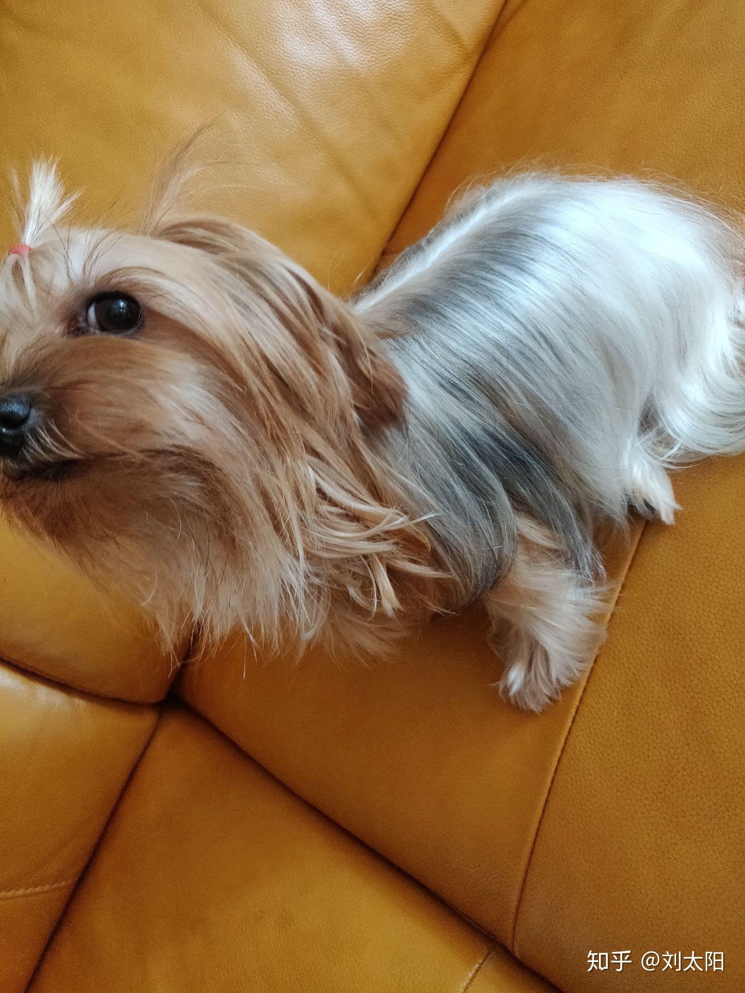 约克夏的毛应该怎么打理啊因为我不是很喜欢那种毛拖到地的感觉脏脏的