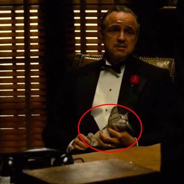 如果教父里的小猫是人那么它抓住了机会