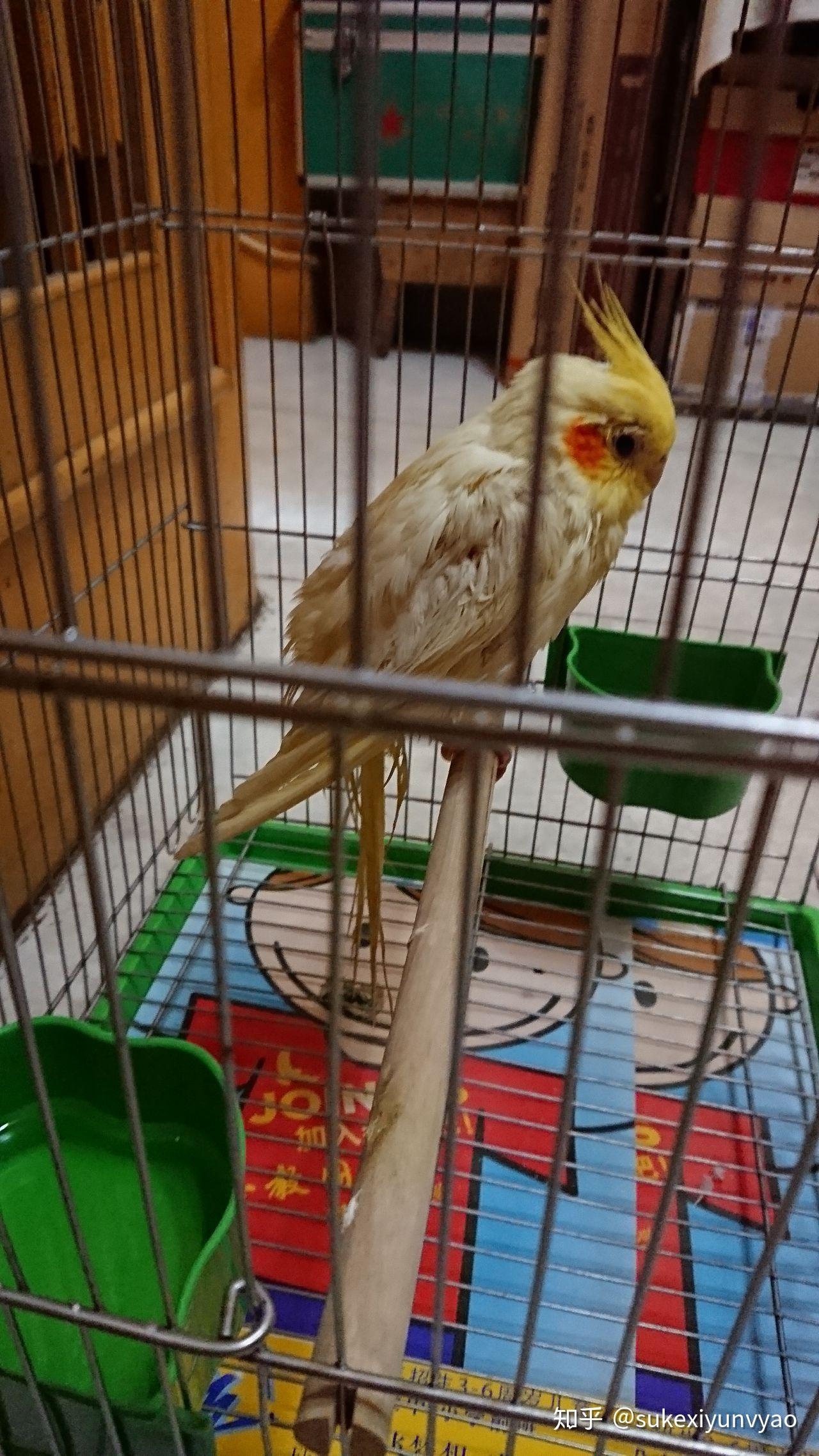 一公一母黄云斑放在笼里养了一周每天换水添食就是养不熟怎么办