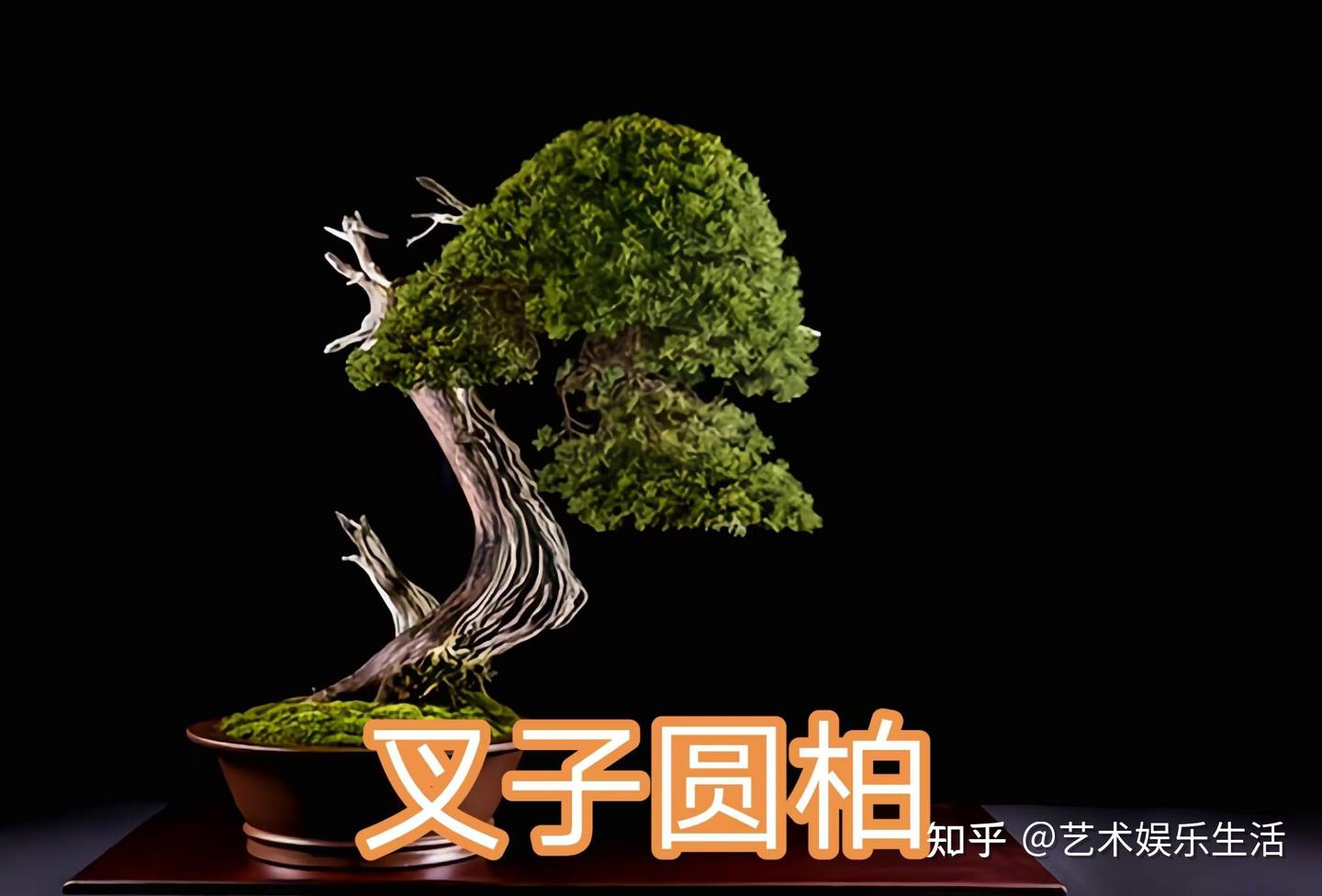 68种柏科植物，园林栽培的常用树种 - 知乎