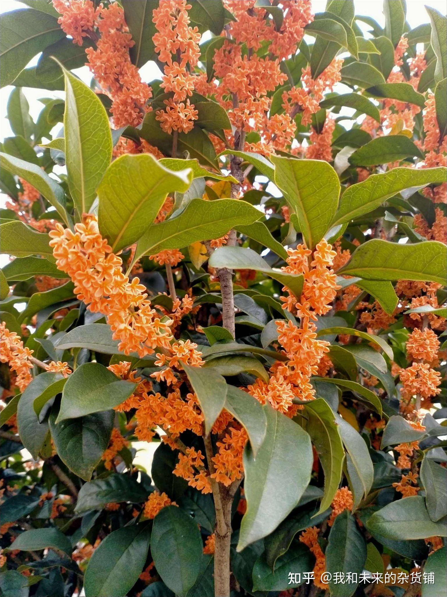 为什么你养的桂花开花不香?5大原因,你中了哪一条?