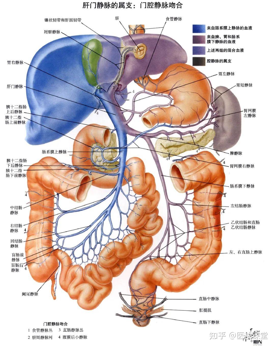 局部解剖学 腹部 — 结肠上区（胰、脾、肝门静脉） - 知乎