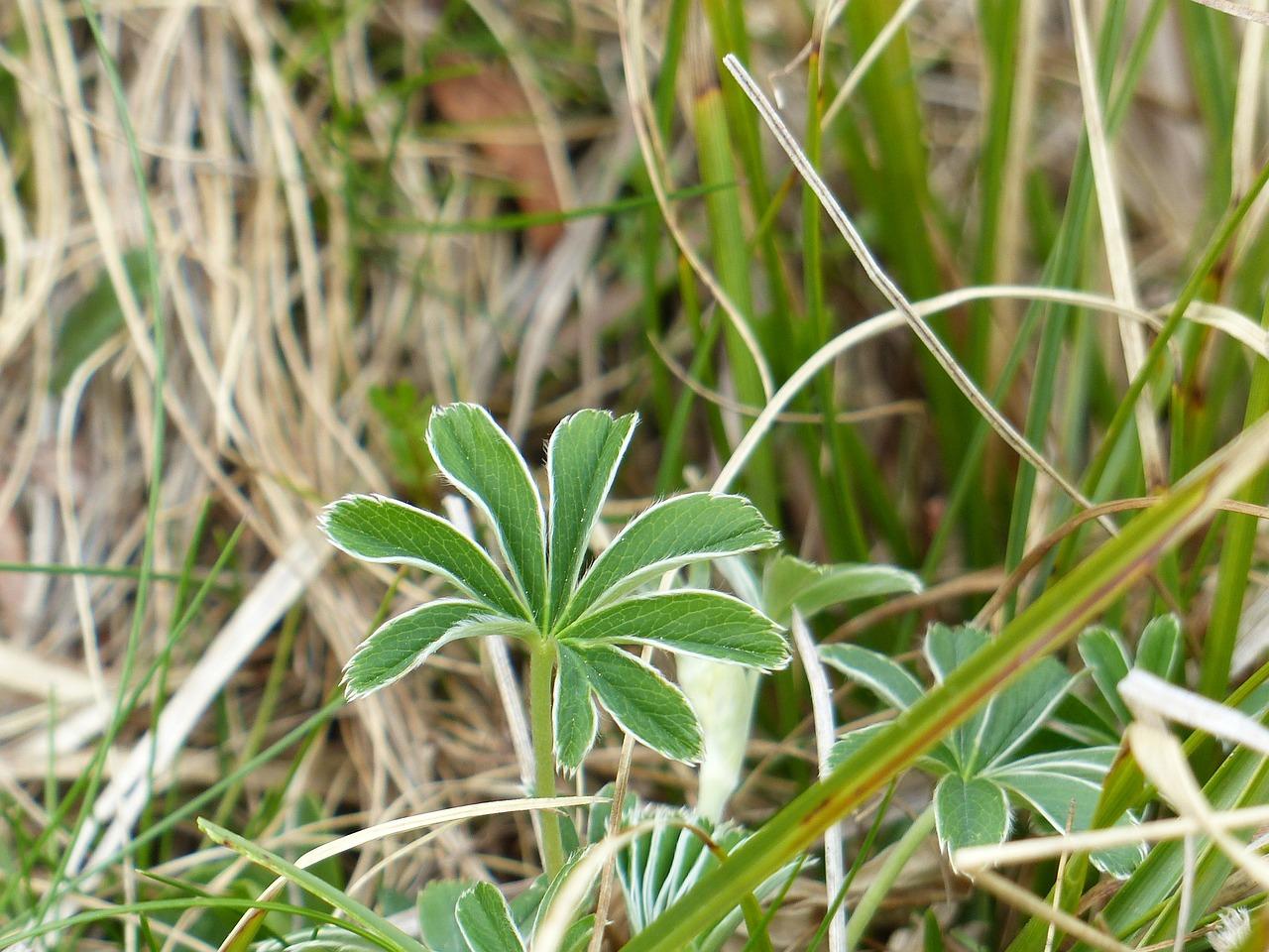 龙血兰叶子干尖怎么办