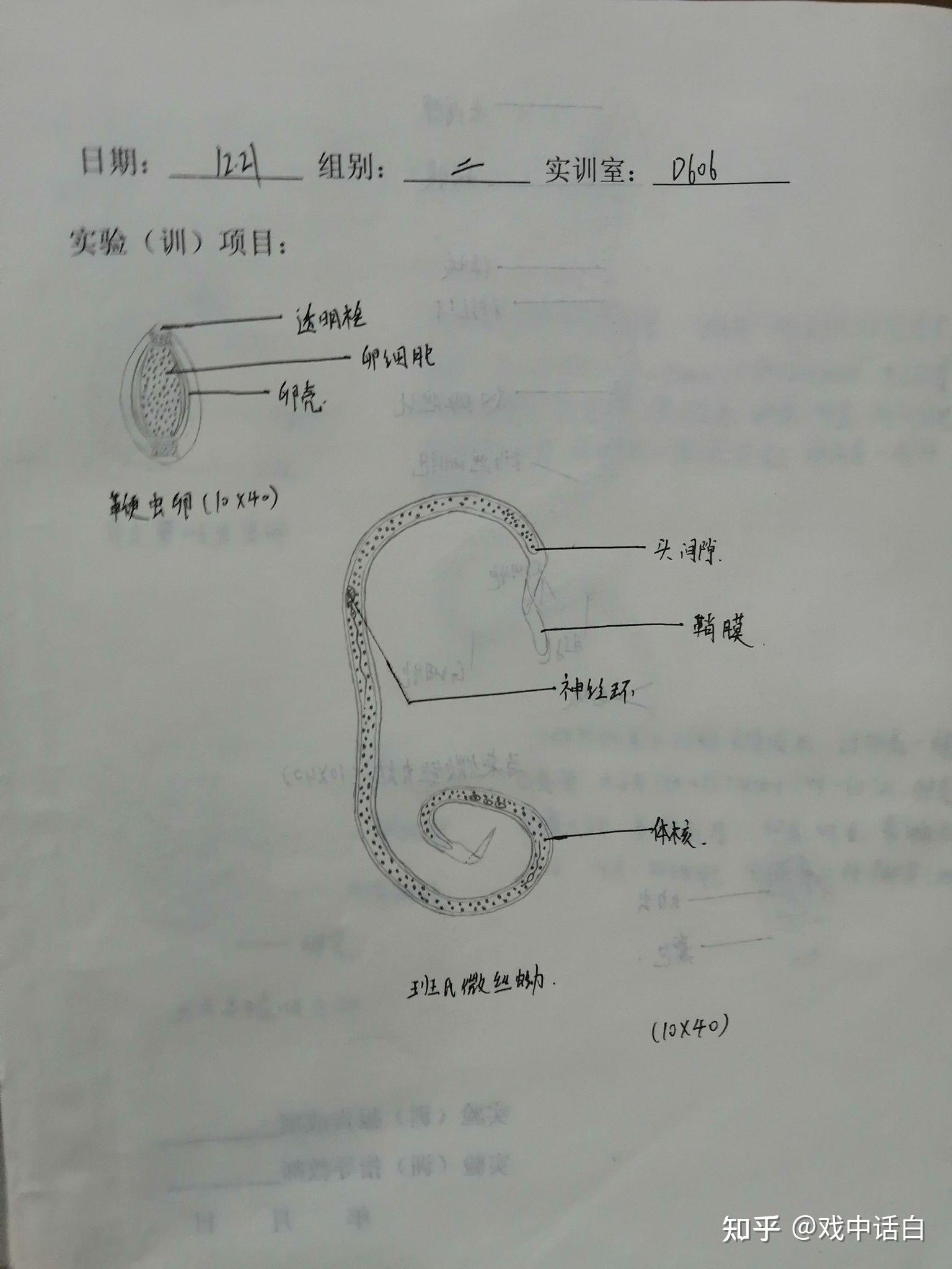 绦虫虫卵手绘图?