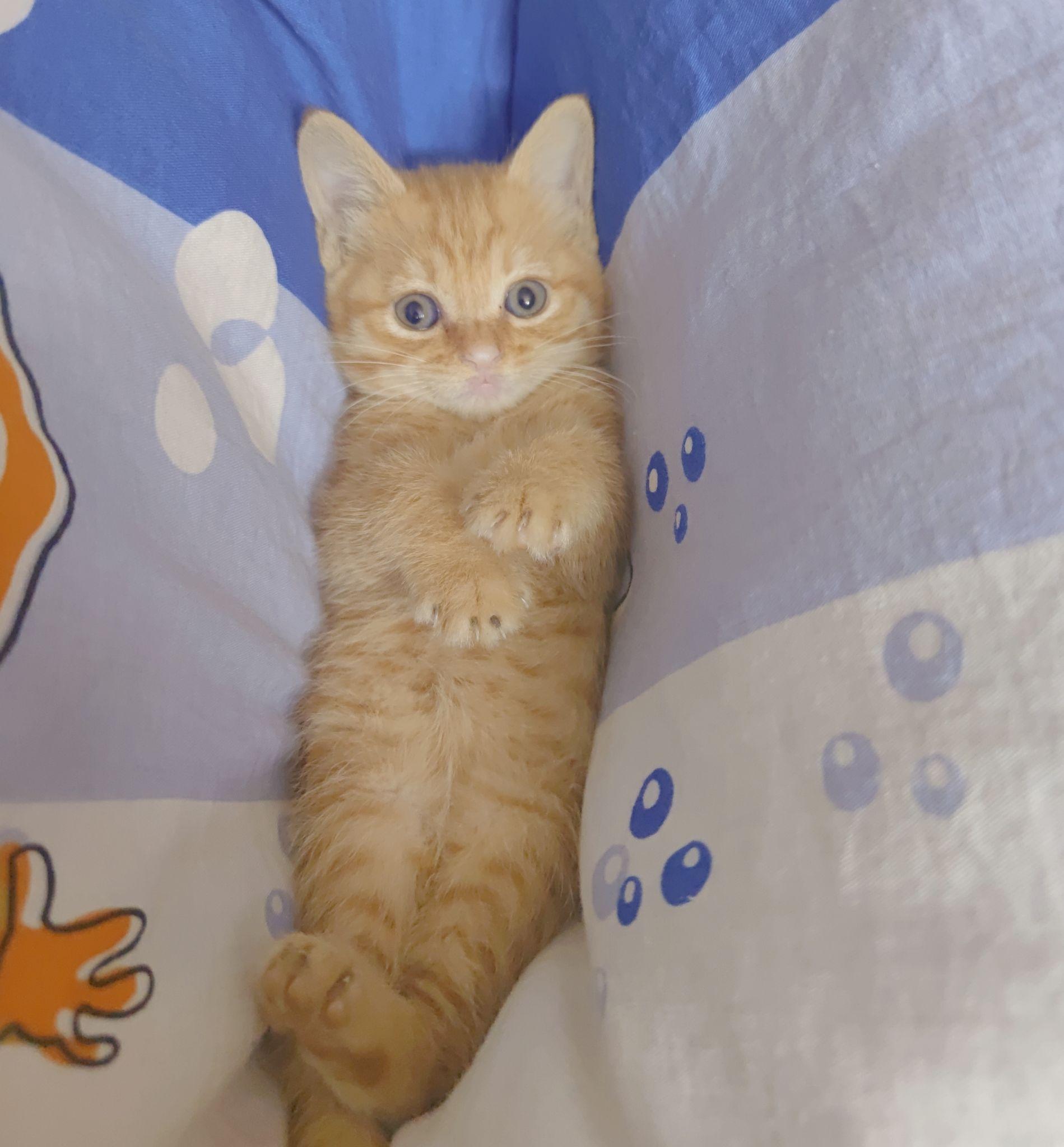 母橘猫真的很少嘛? - 知乎