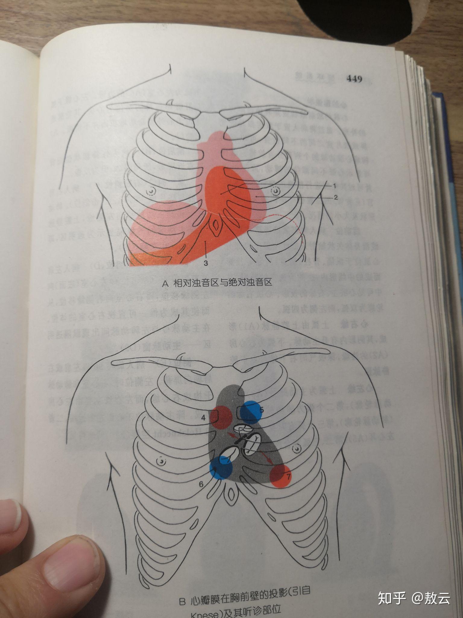 心尖部位置图图片