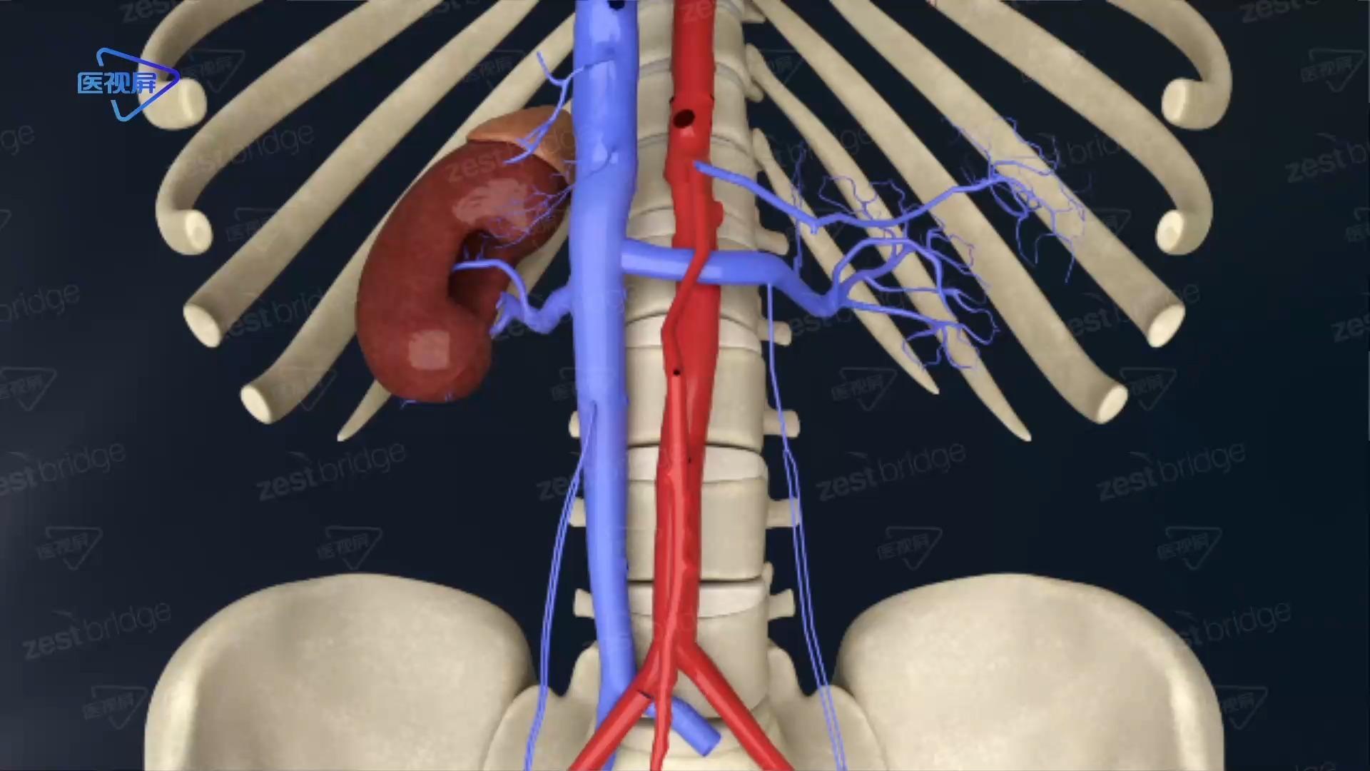 【系统解剖】--肾静脉的走行及属支 - 知乎