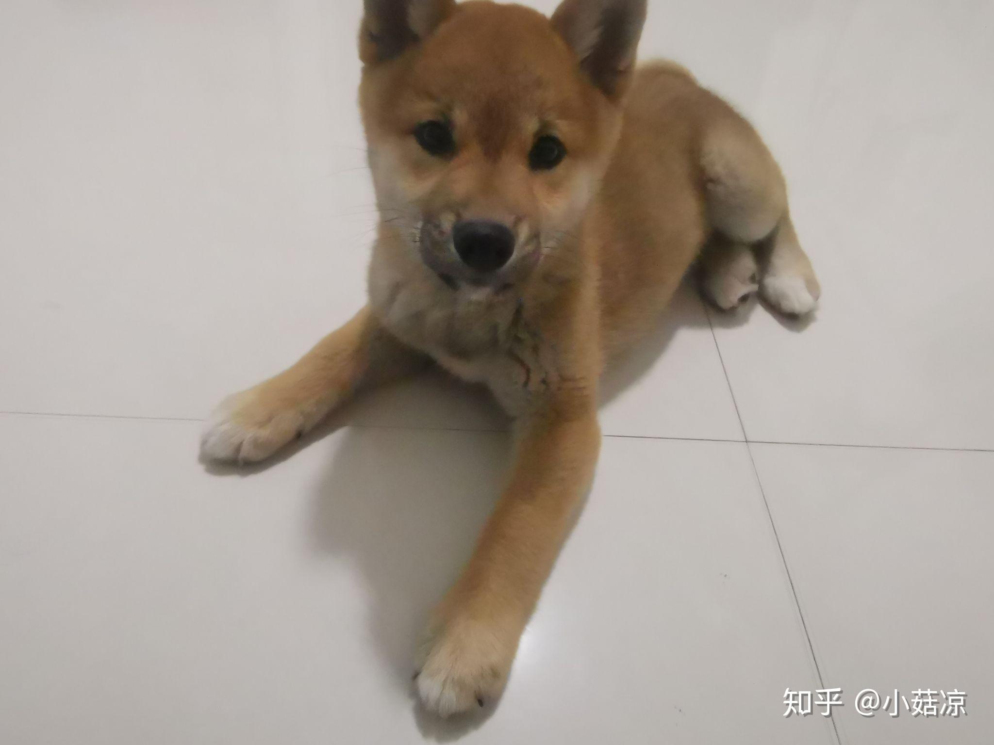柴犬尴尬期,我家四个月柴犬丑成这样,能给我看看你家尴尬期的柴犬吗?