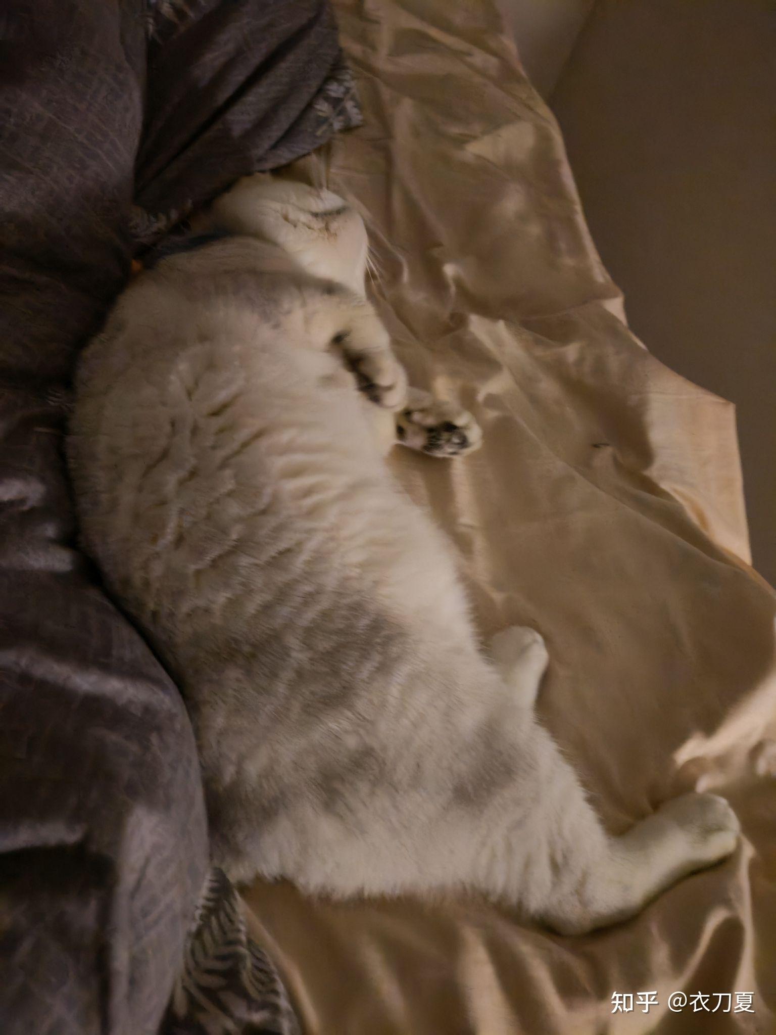 猫咪在家里每个房间来回走,你是选择不关门还是在门上开个洞?