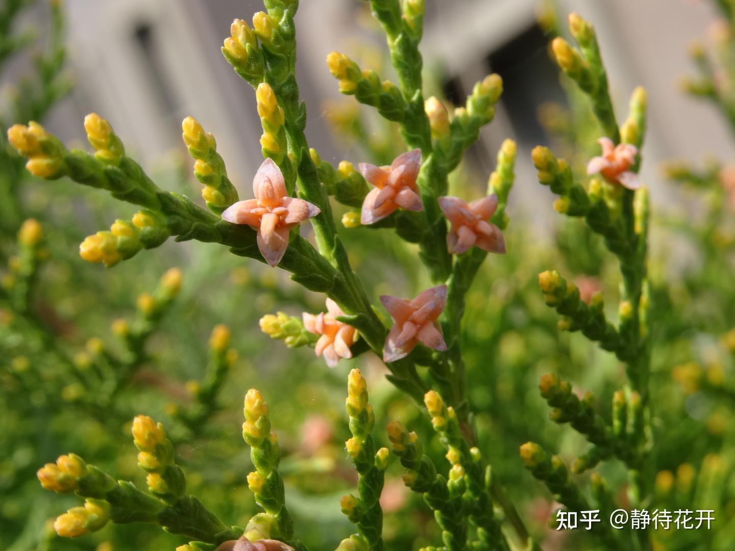这是什么植物？是柏吗？ - 知乎