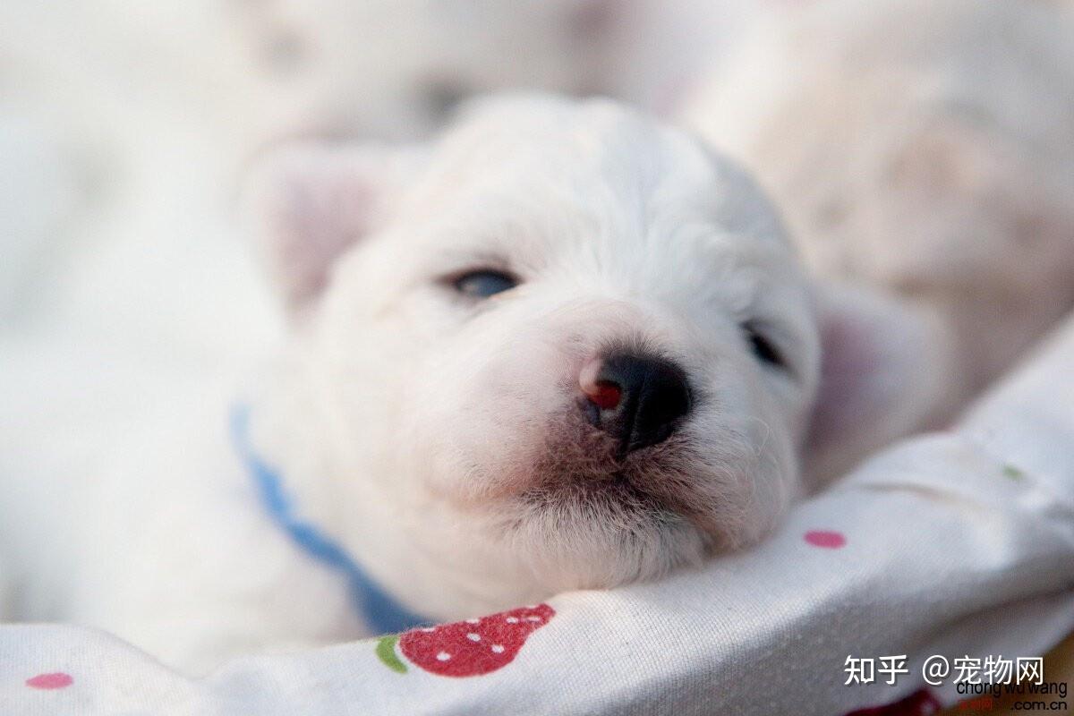宠物狗图片大全小狗狗高清图片欣赏- 知乎