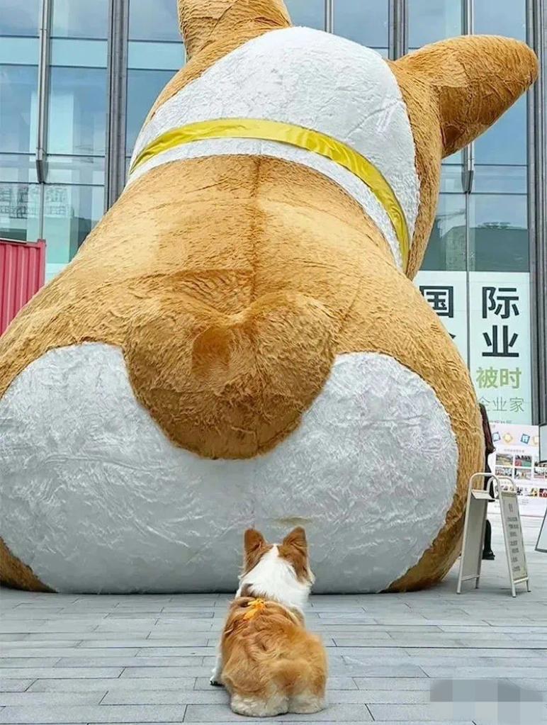 有哪些看了憋笑到胸闷的沙雕图片或沙雕文