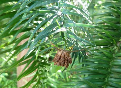 【地球生物全系列——植物篇】松柏门—松柏纲(上)