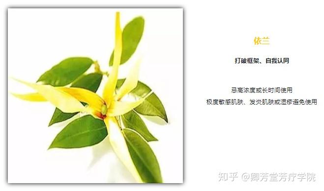 “花香闺蜜”伴驾,厉害了我的女王!下(依兰) - 知乎
