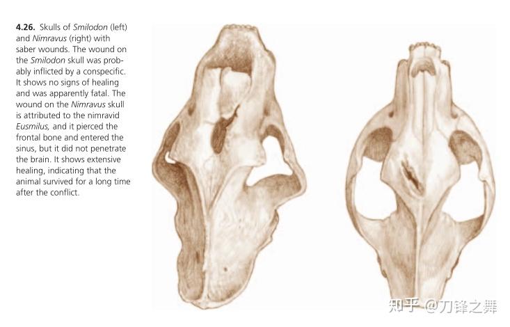剑齿虎打得过狮子老虎吗?(剑齿虎与狮子体型对比)