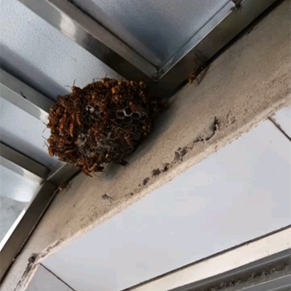 家里经常出现马蜂,发现蜂窝竟在邻居家的阳台上!