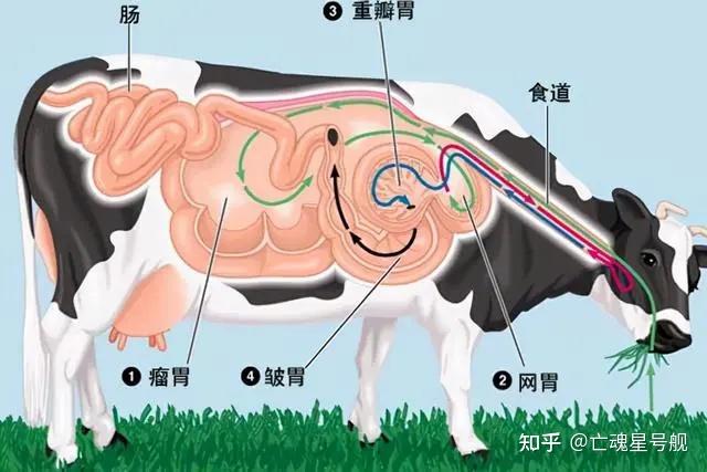 奇蹄动物和偶蹄动物图片