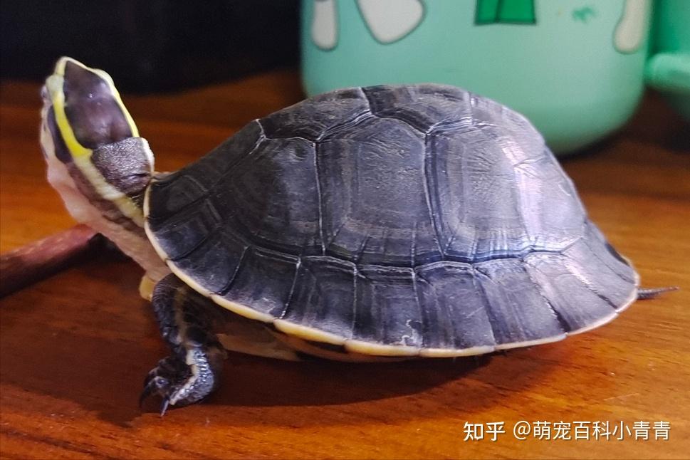 马来闭壳龟是安布龟吗?安布闭壳龟科普介绍,一文搞懂安布闭壳龟 - 知乎