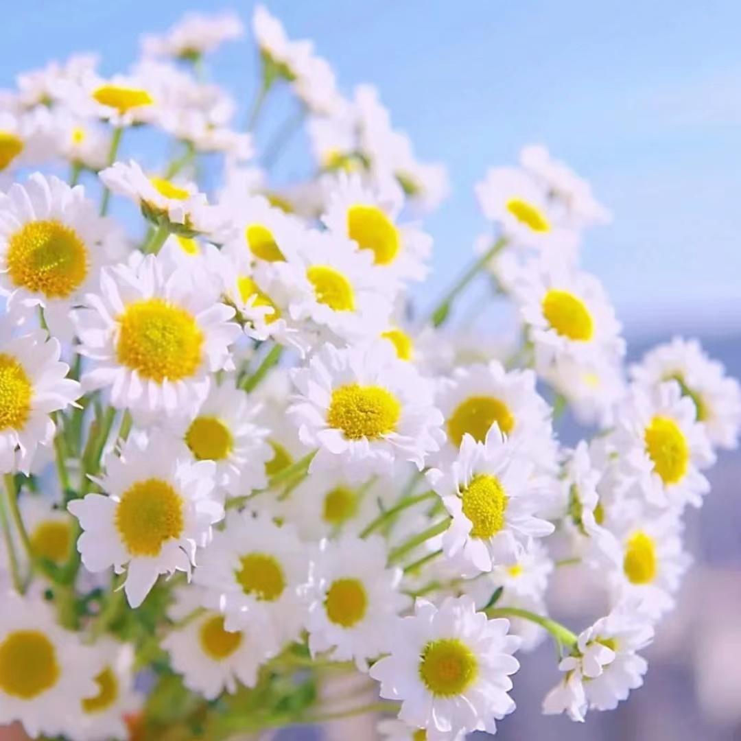 有哪些适合中年人使用的既不俗气又不随意的微信头像?