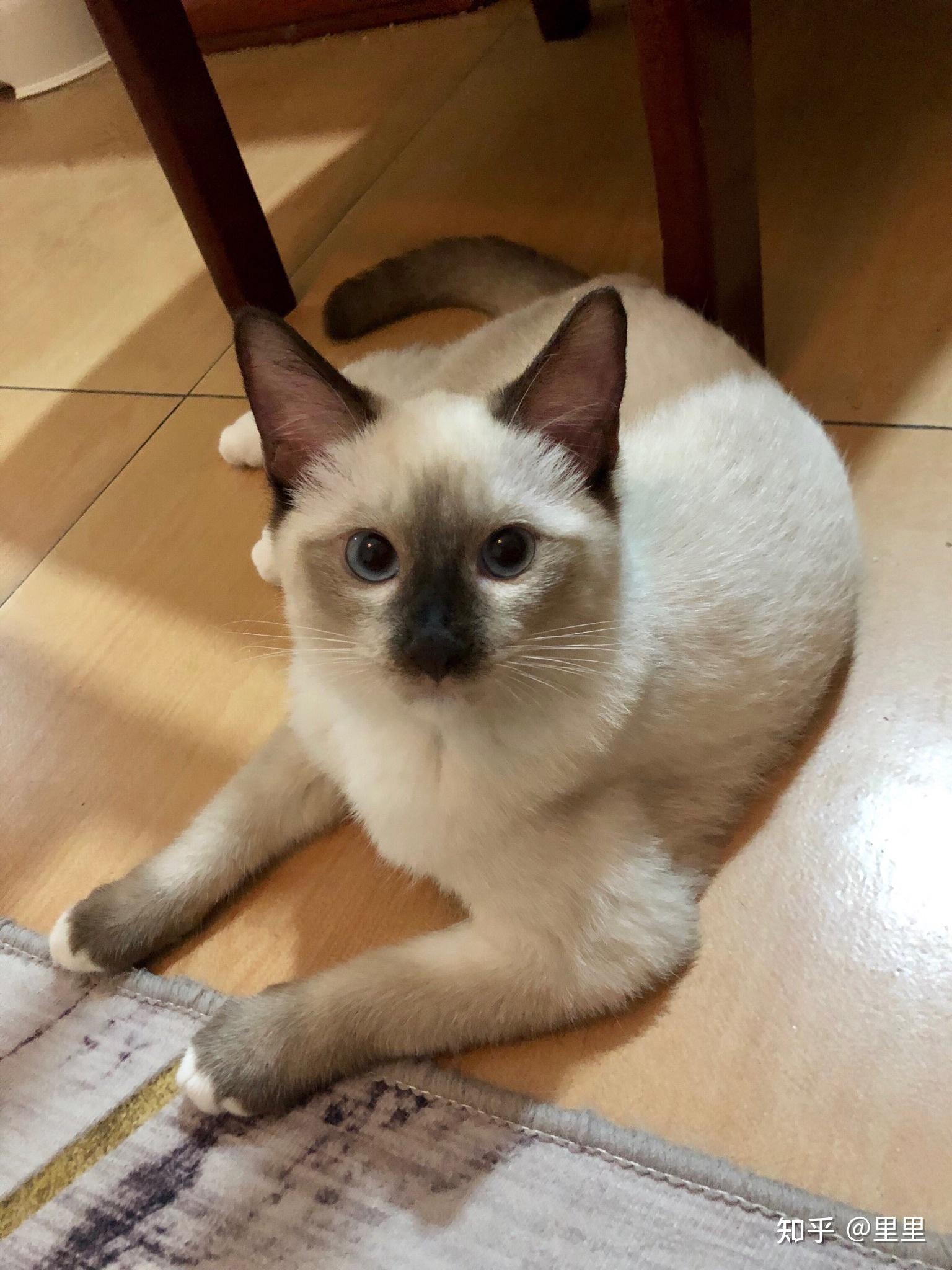布偶猫和暹罗猫的串串什么样的