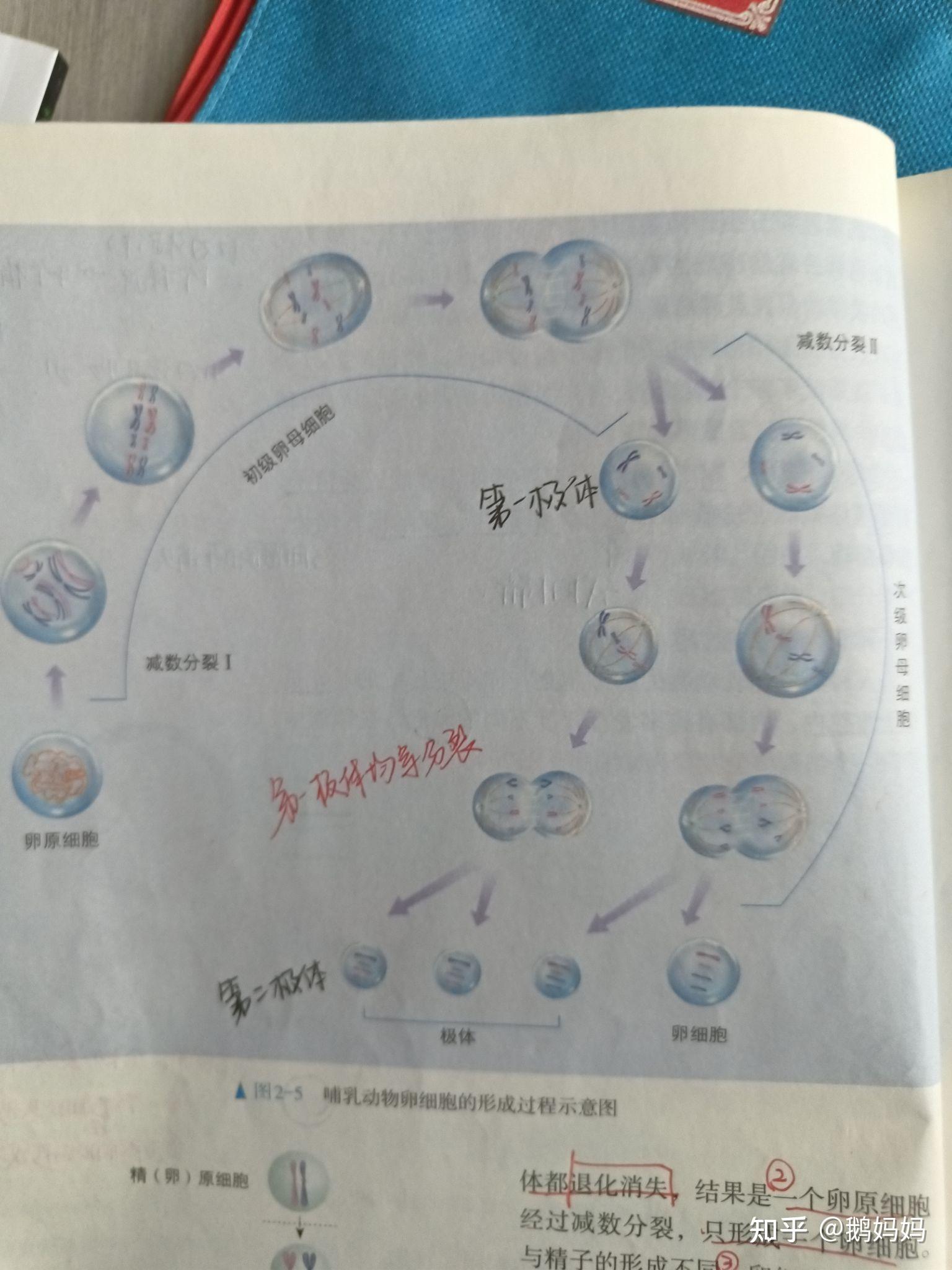 [高中生物]为什么卵原细胞减数分裂后产生三个极体而受精卵中只有两个极体？ - 知乎