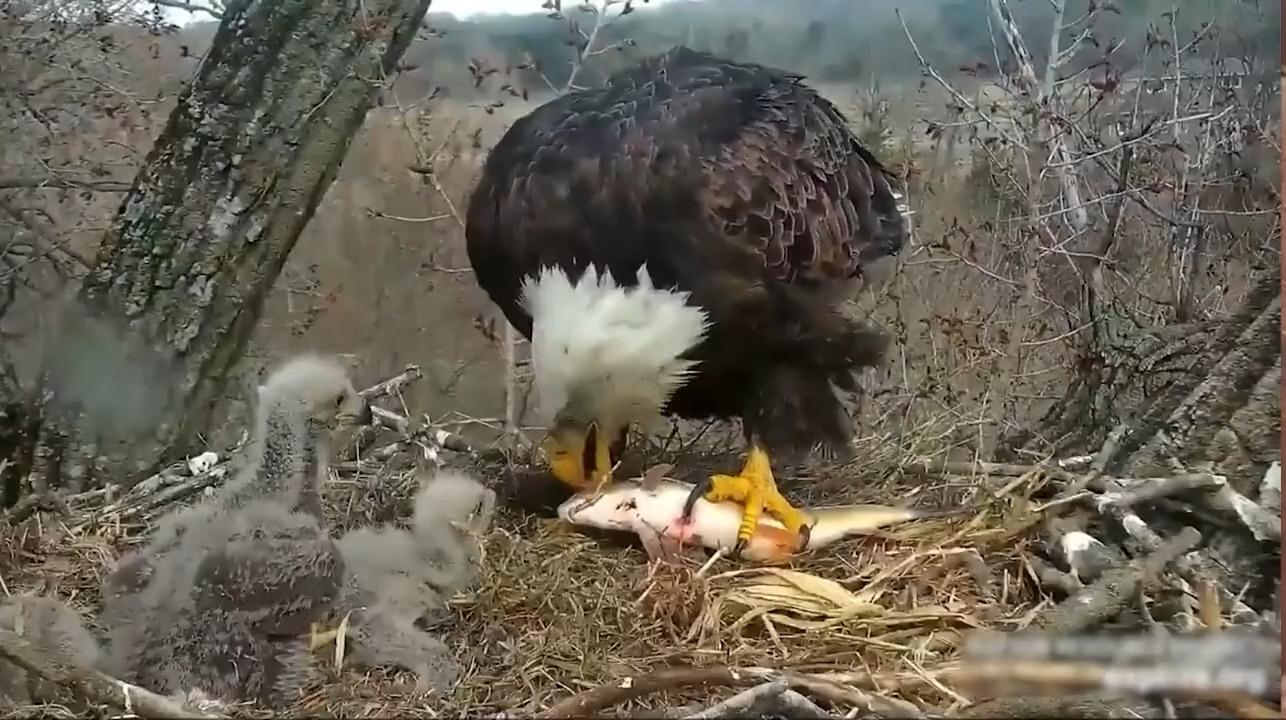 白头海雕喂食幼崽三只小家伙排队整齐不抢不闹雨露均沾