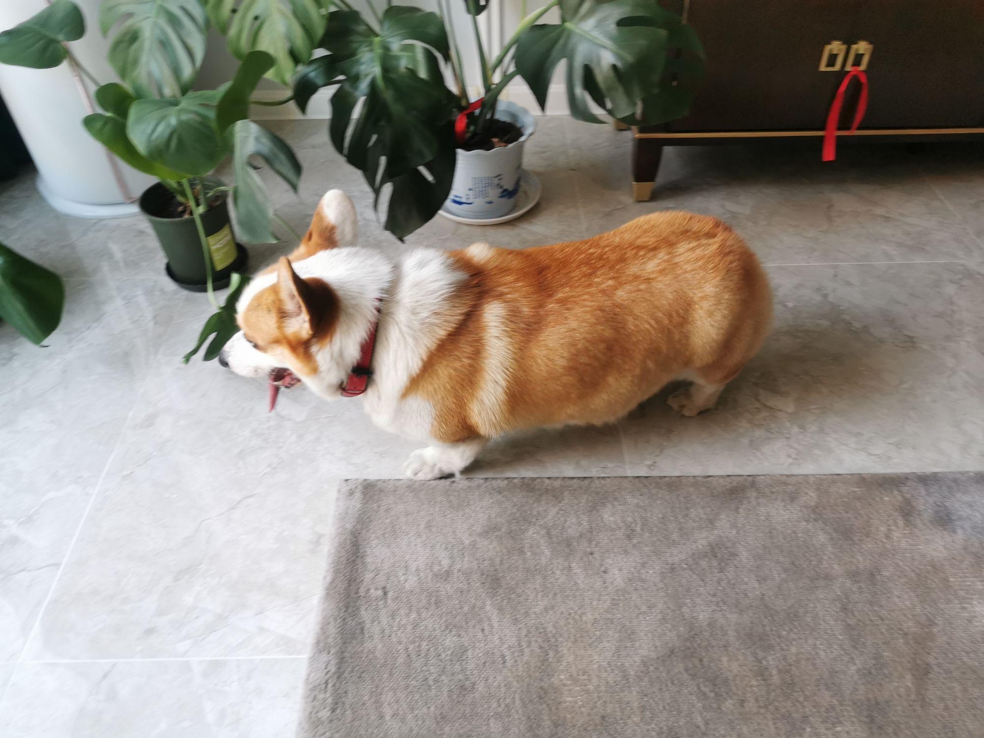 一只柯基幼犬多少钱