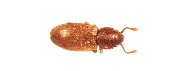 请教下这个是蟑螂幼虫吗?非常小,背后的木棍是雪糕棒?