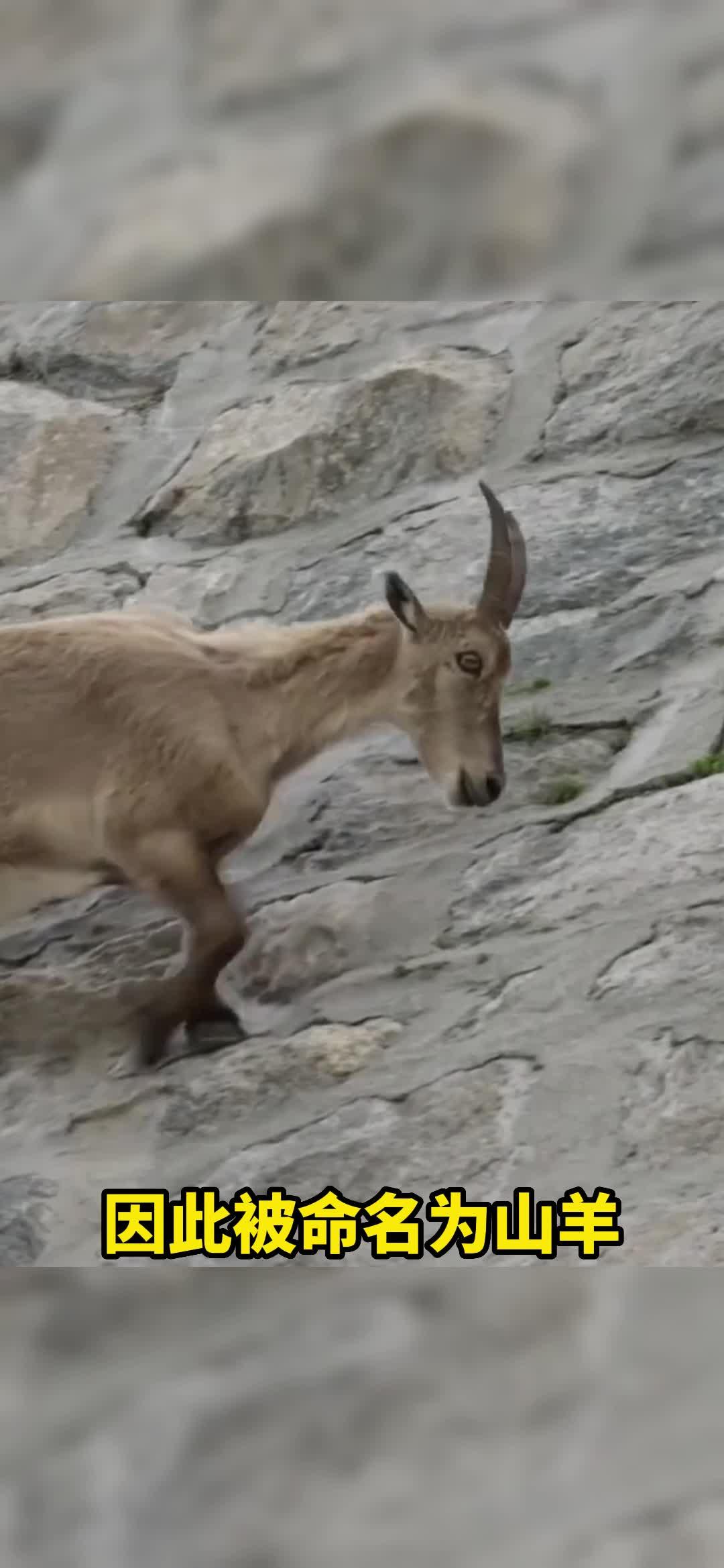 羊为什么要吃盐,怎么科学喂盐?为什么在线