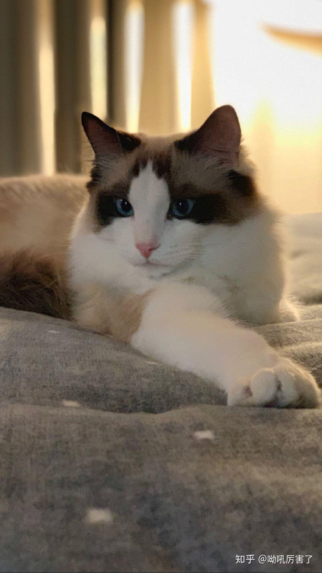 如何区分blackpink成员lisa的两只布偶猫