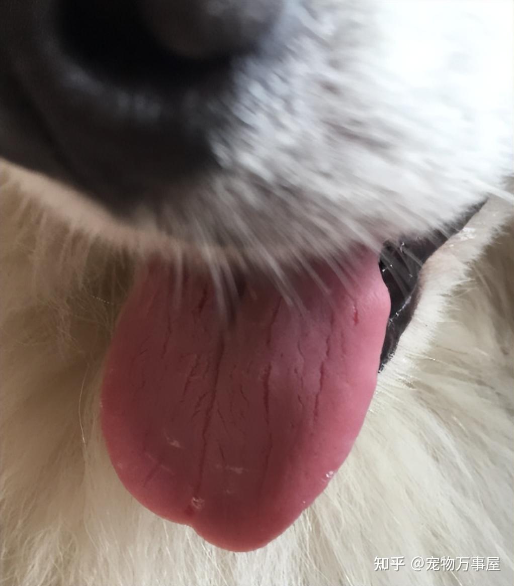 狗狗舌头出现这些问题,一定要重视起来! - 知乎