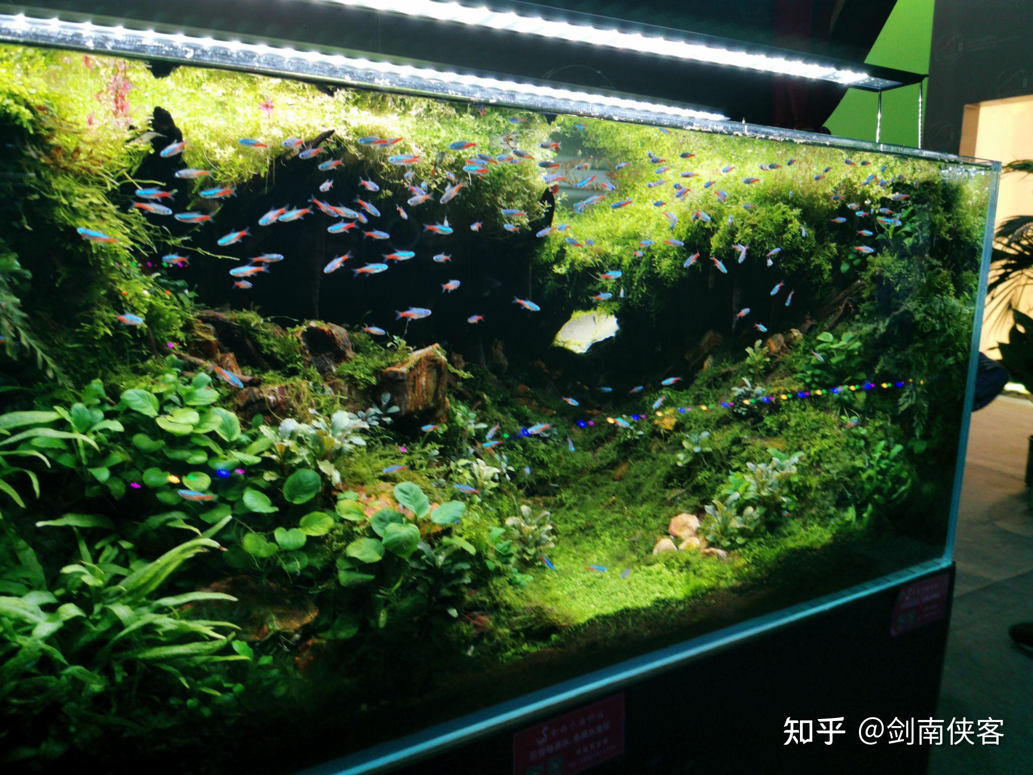 604040的缸有造景想混養養熱帶魚蝦有什麼比較皮實的魚包含工具魚推薦