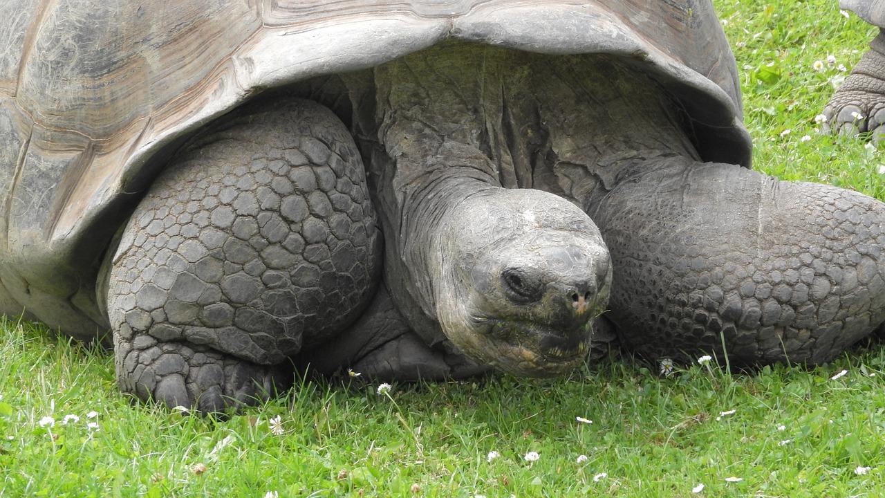 夏日乌龟的悠闲时光