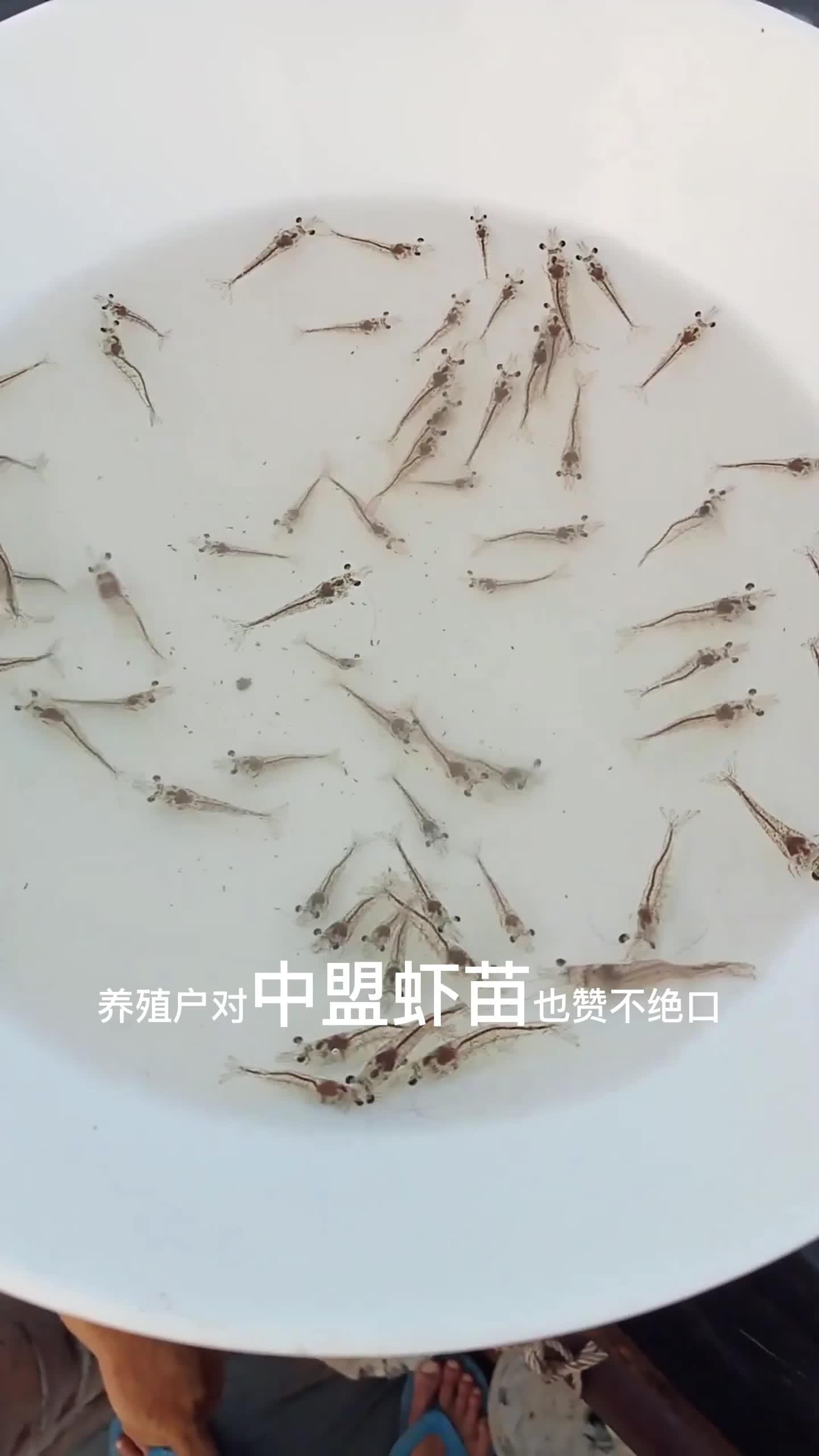 虾生长过程图片