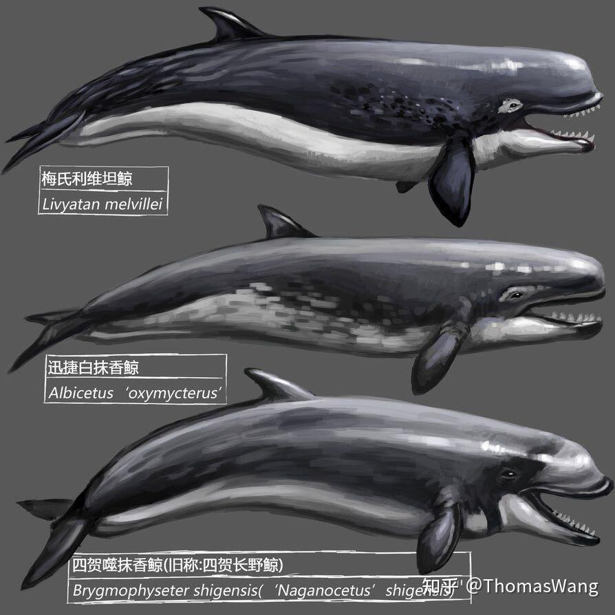 梅氏利维坦鲸和巨齿鲨哪个更厉害些? - 知乎