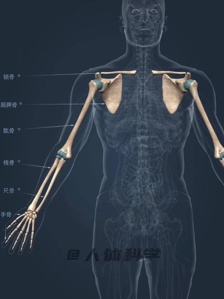 人体构造 上肢骨解剖构造图