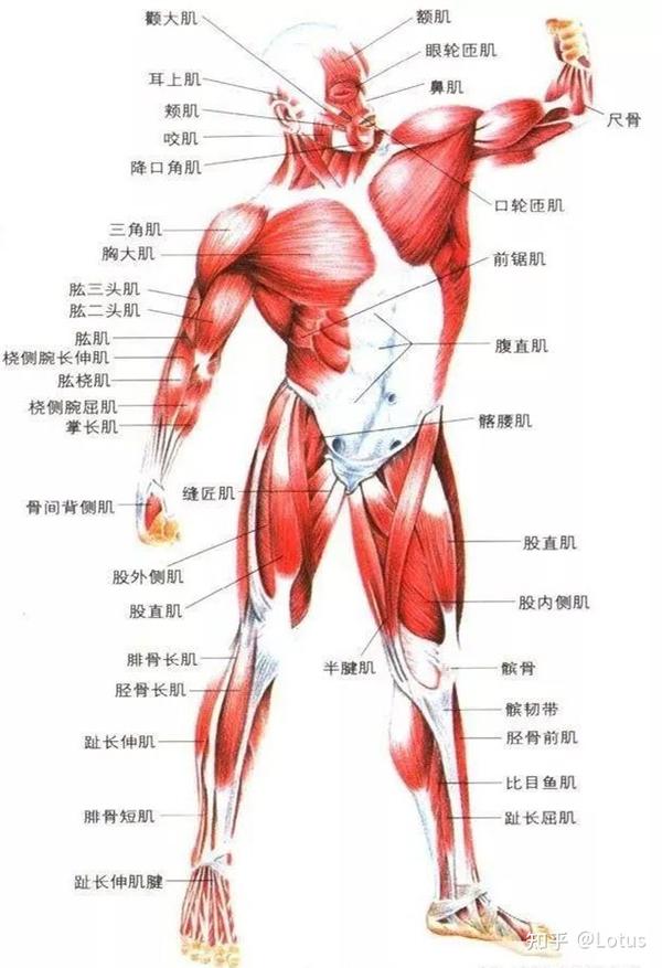 主动式按压的好处就是你在松解肌肉的同时可以锻炼到自己身体的核心