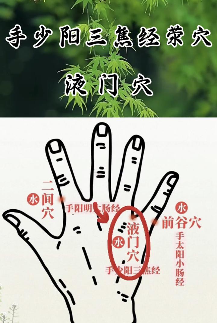 手少阳三焦经荥穴:液门穴 - 知乎