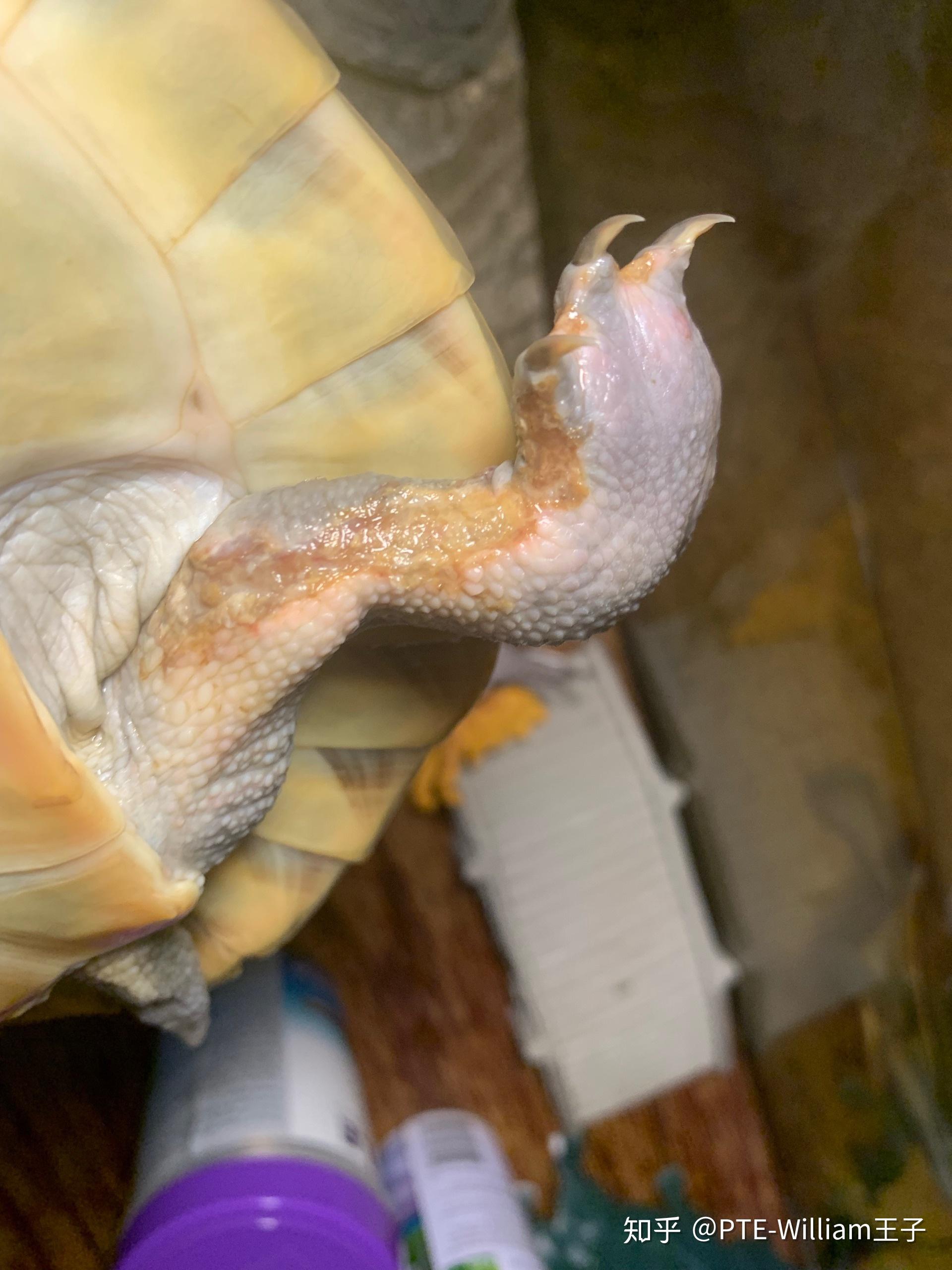 这是腐皮乌龟怎么办要单养吗