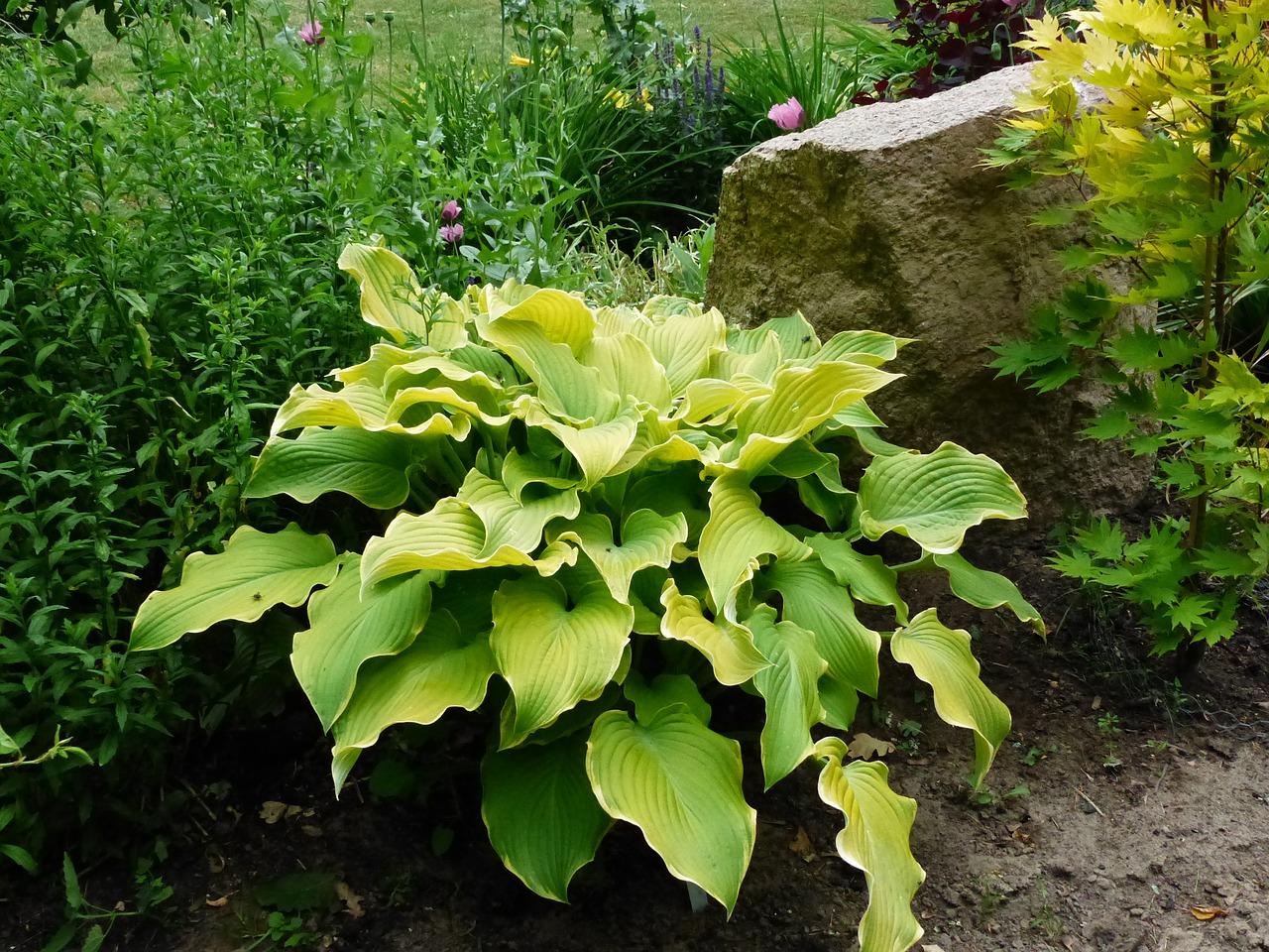 长阳花园别称揭秘