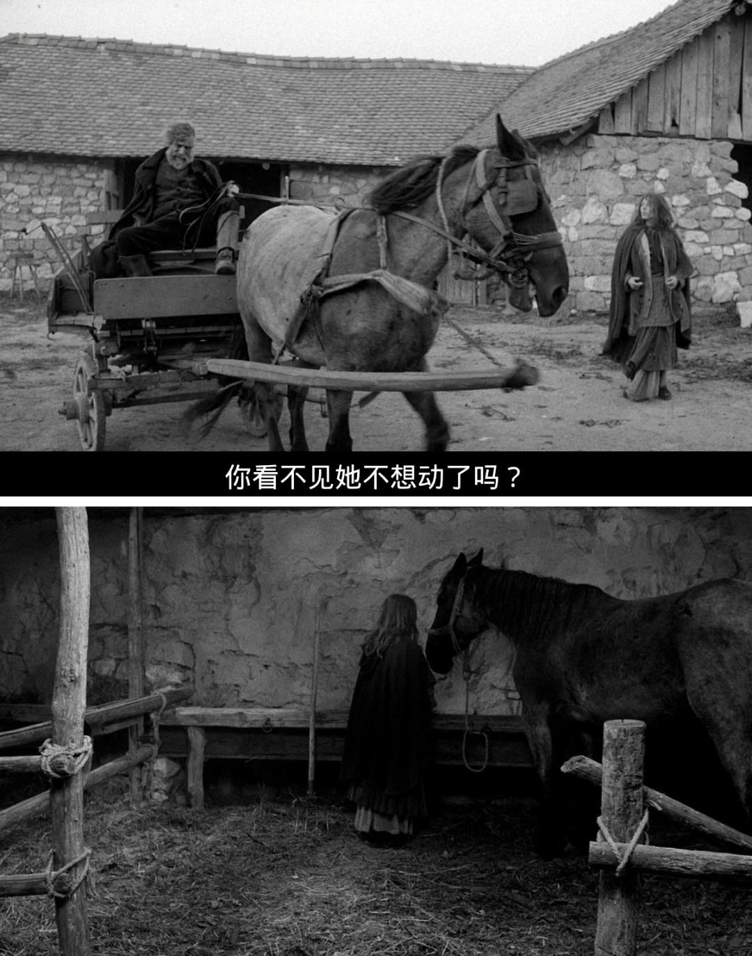 如何解读都灵之马