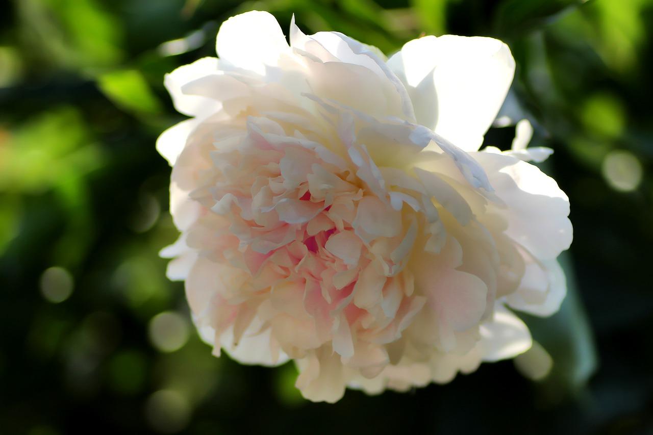 缠枝牡丹怎么不开花