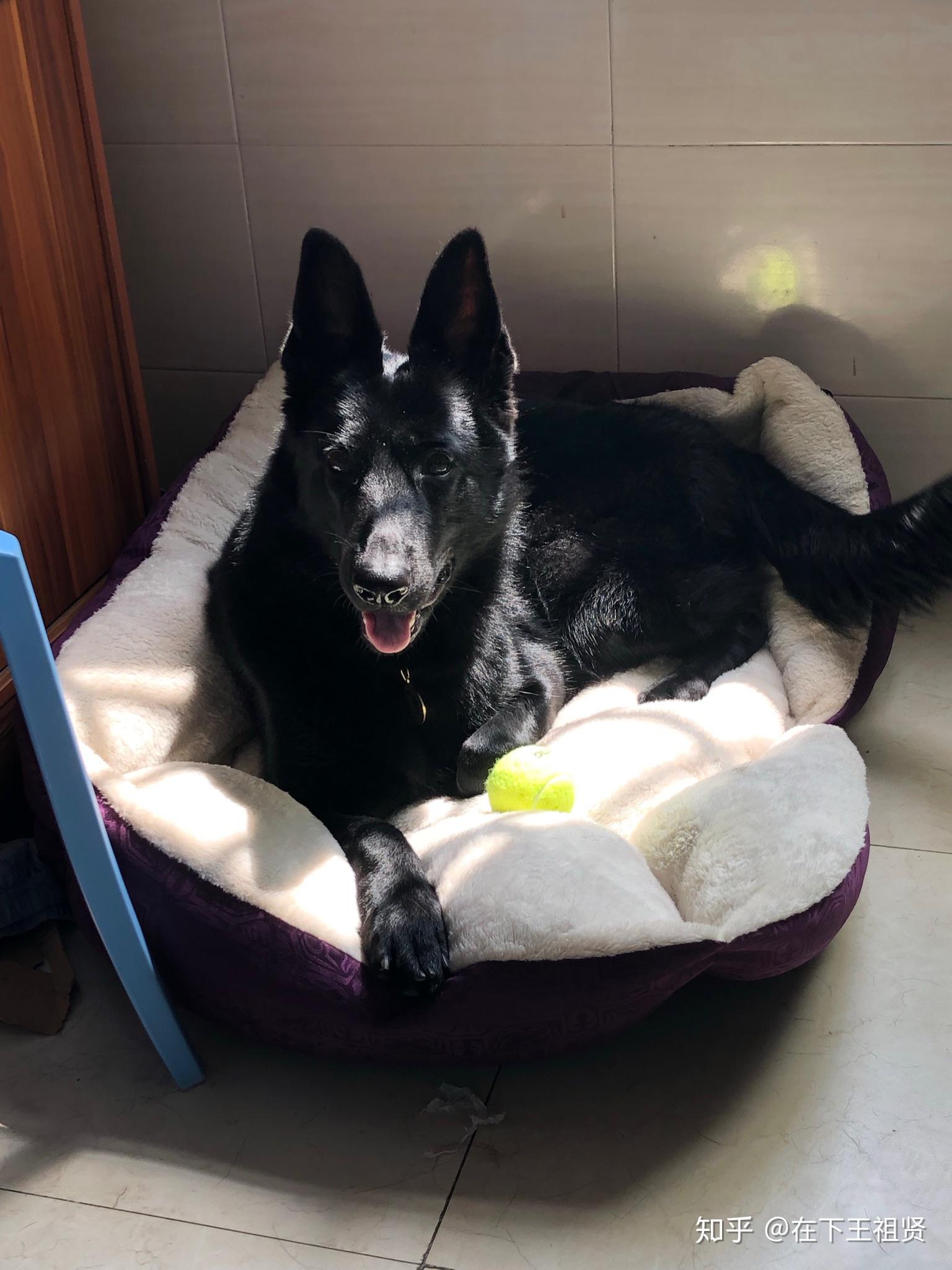 养一只纯黑德国牧羊犬是什么感受?