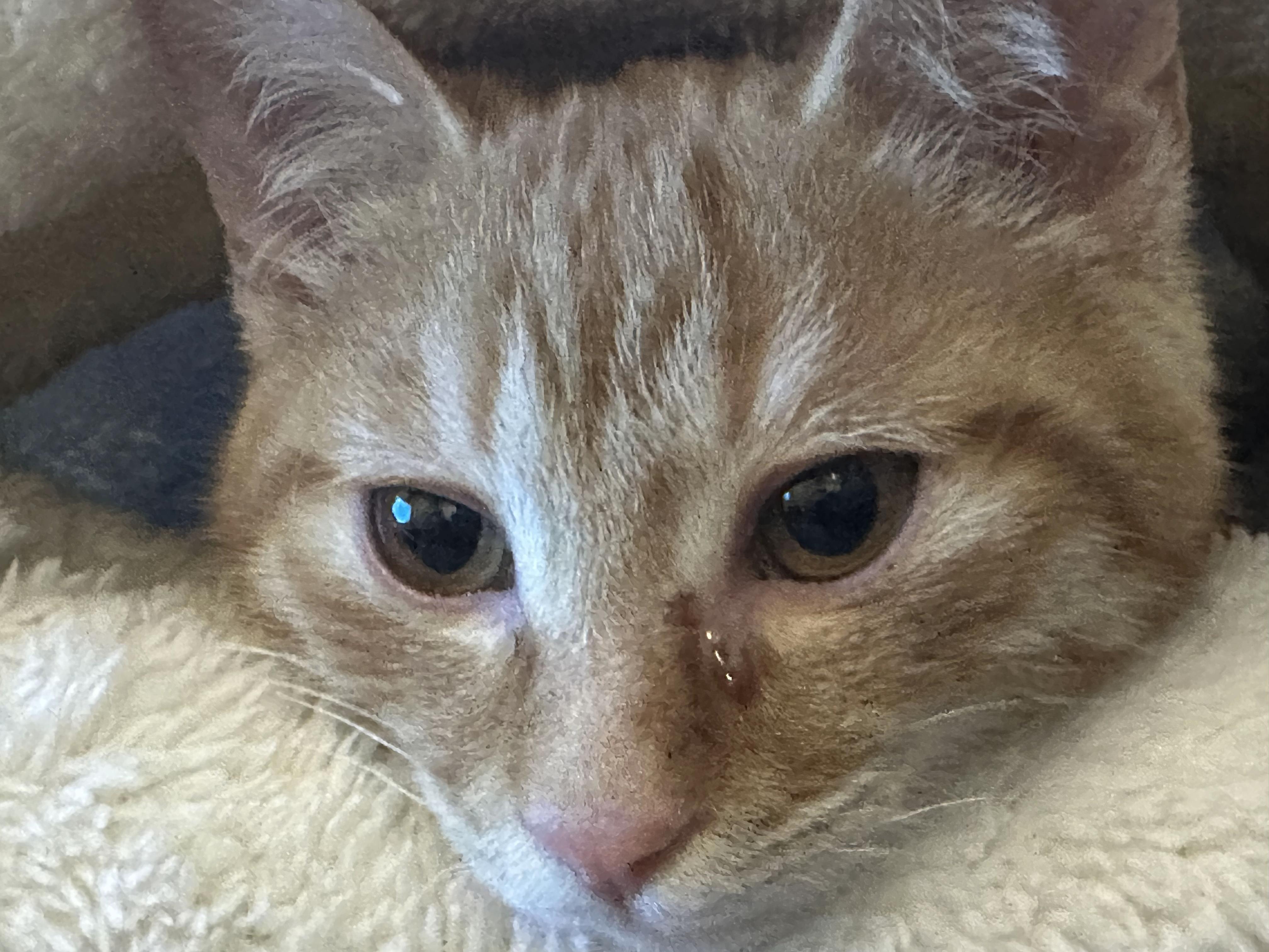 你见过动物流泪吗?