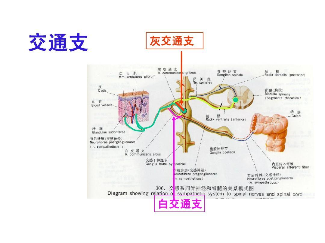 植物神经是什么？植物神经功能紊乱又会有什么症状。 - 知乎
