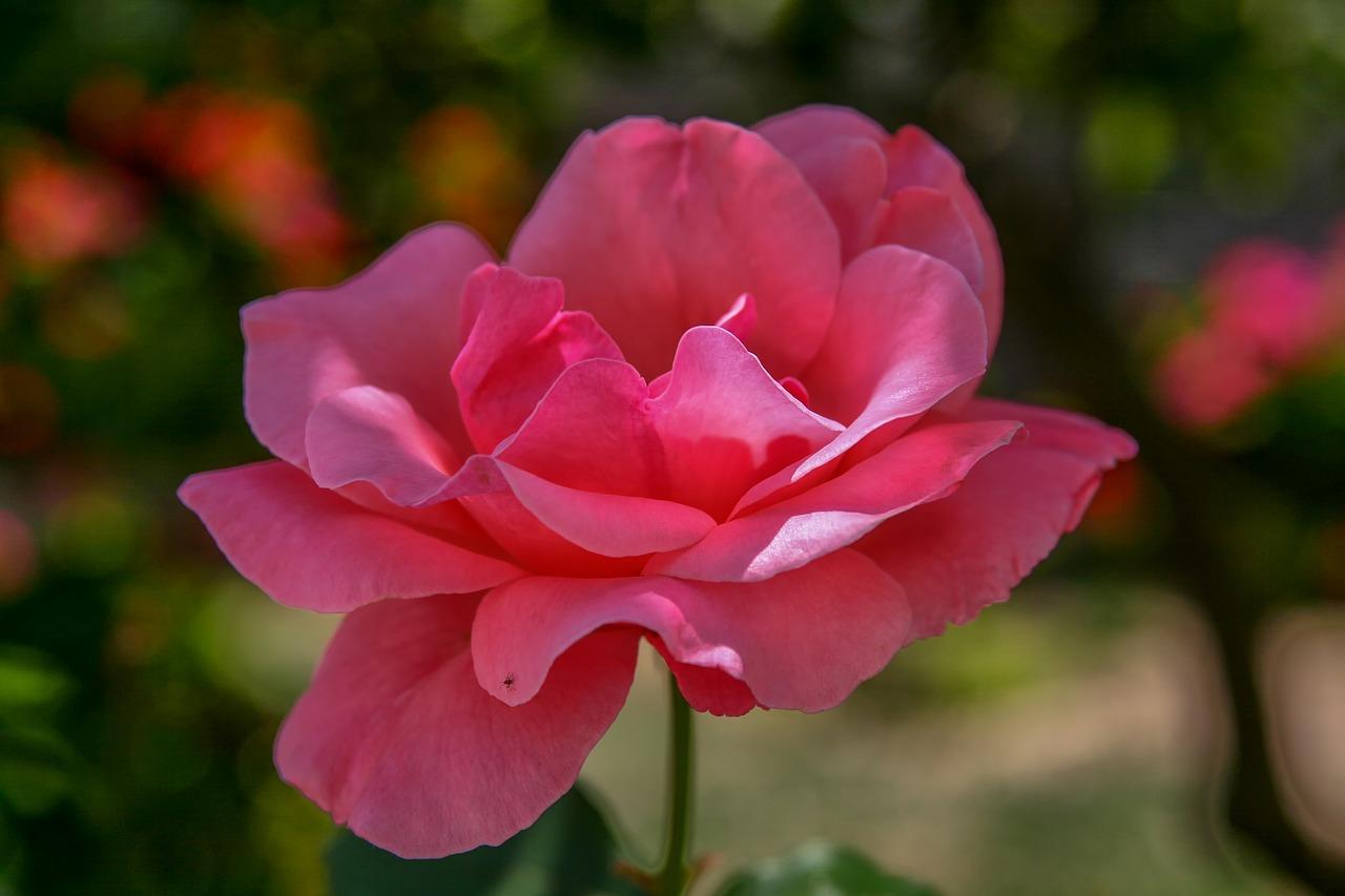 4. 荷花花瓣塑形