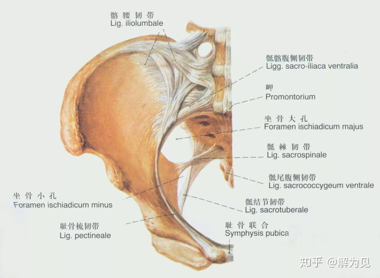 无痛分娩打了麻醉后总是有腰酸的毛病,如何缓解?