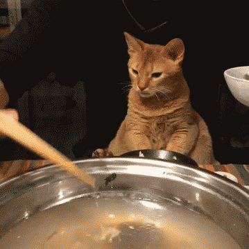 了解猫咪挑食原因,轻松解决挑食问题,让它干饭更积极! - 知乎